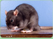 rat control Mosborough