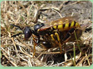 wasp control Mosborough