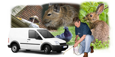 Mosborough local van